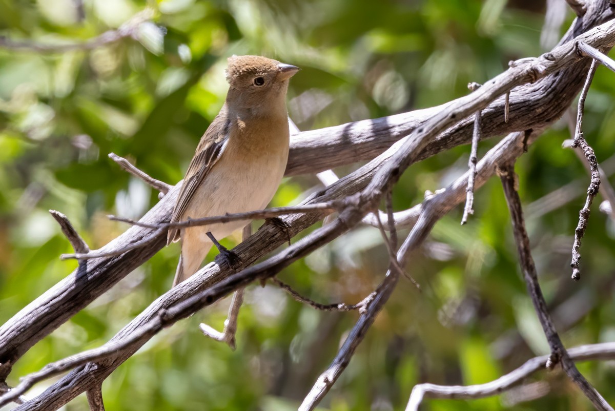 Lazuli Bunting - ML619929423