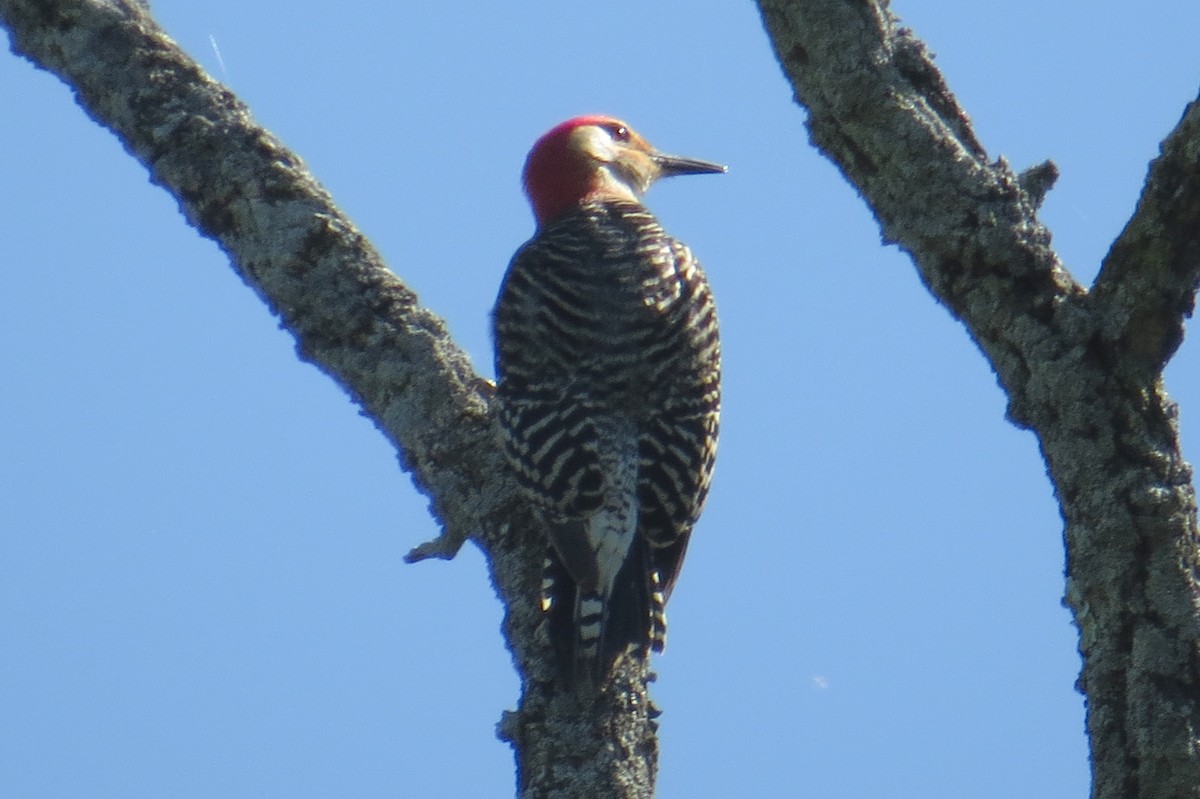 Red-bellied Woodpecker - ML619929425