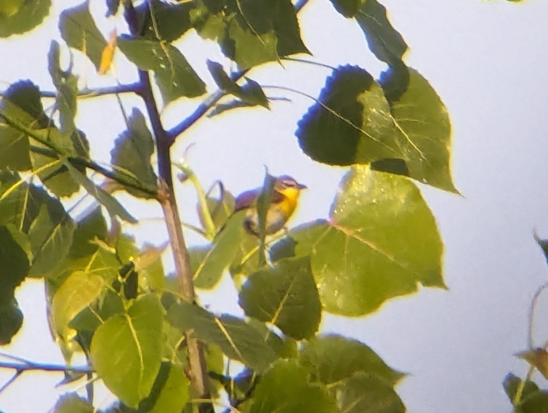Yellow-breasted Chat - ML619929459