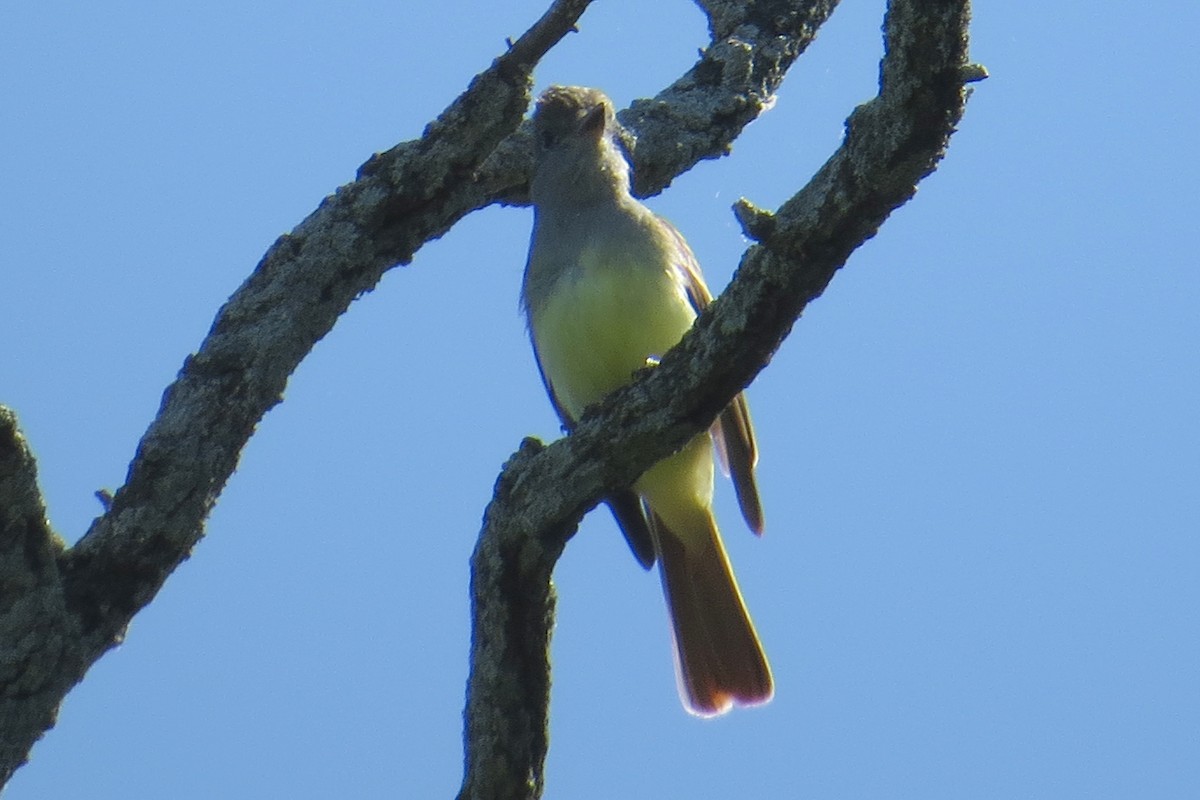 Great Crested Flycatcher - ML619929500