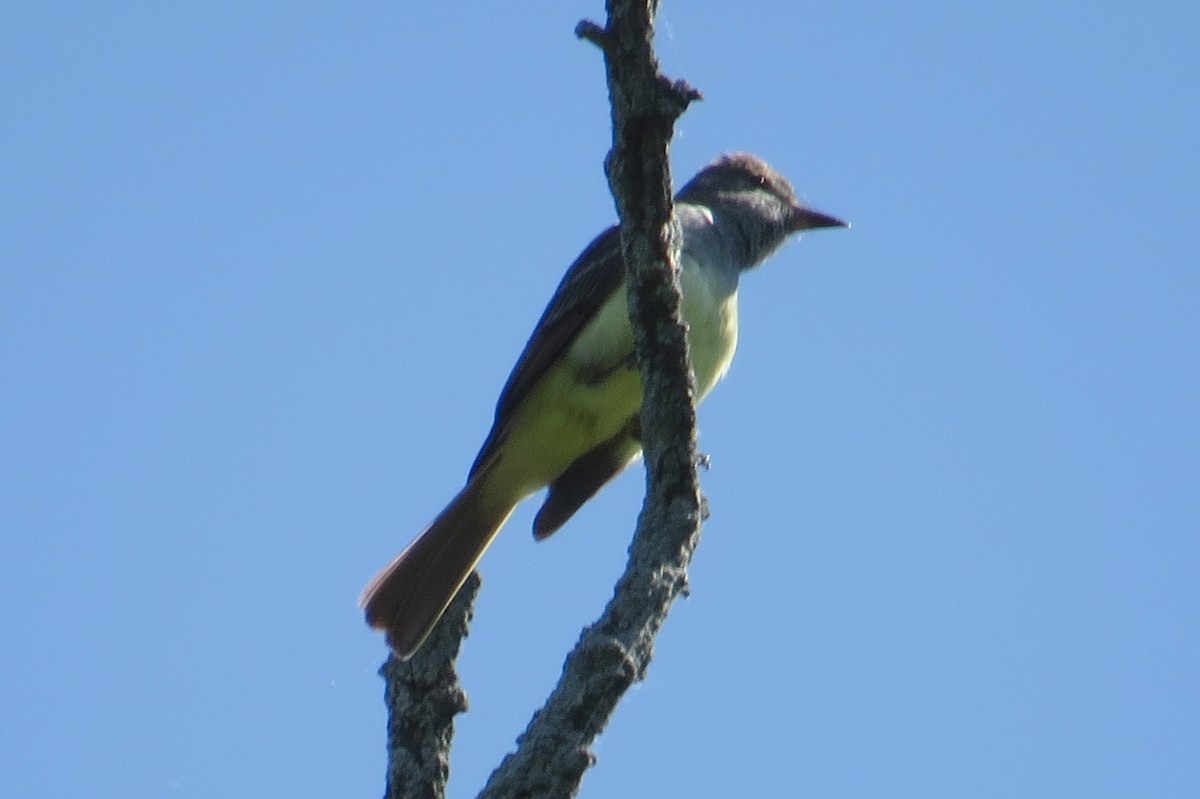 Great Crested Flycatcher - ML619929501