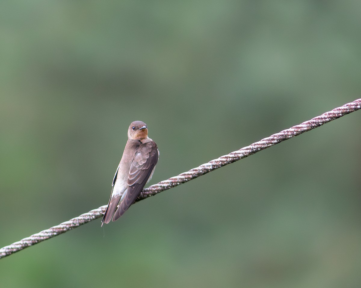 Southern Rough-winged Swallow - ML619929507