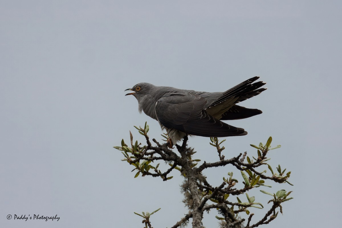 Common Cuckoo - ML619929541