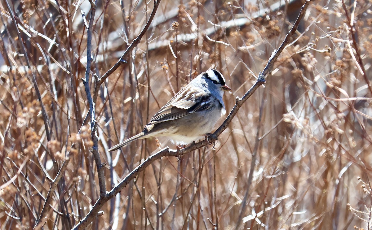 White-crowned Sparrow - ML619929546