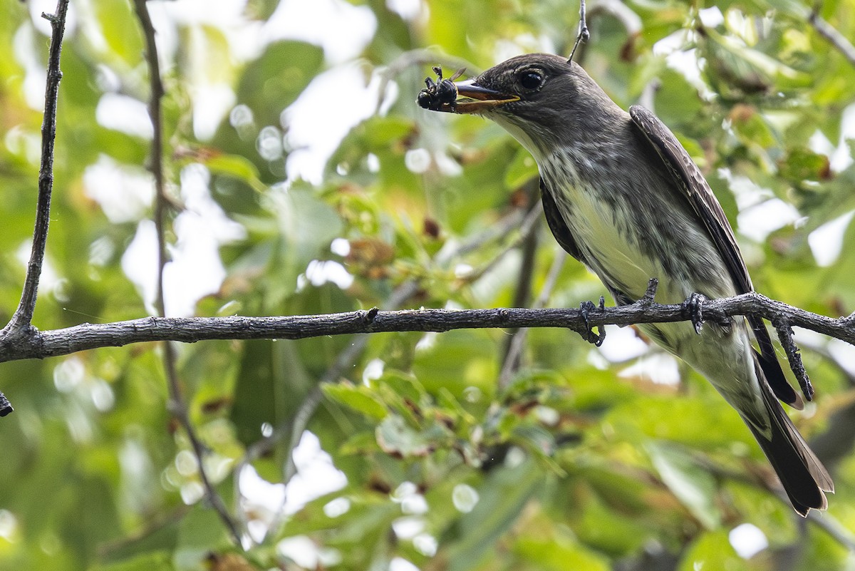 Olive-sided Flycatcher - ML619929568