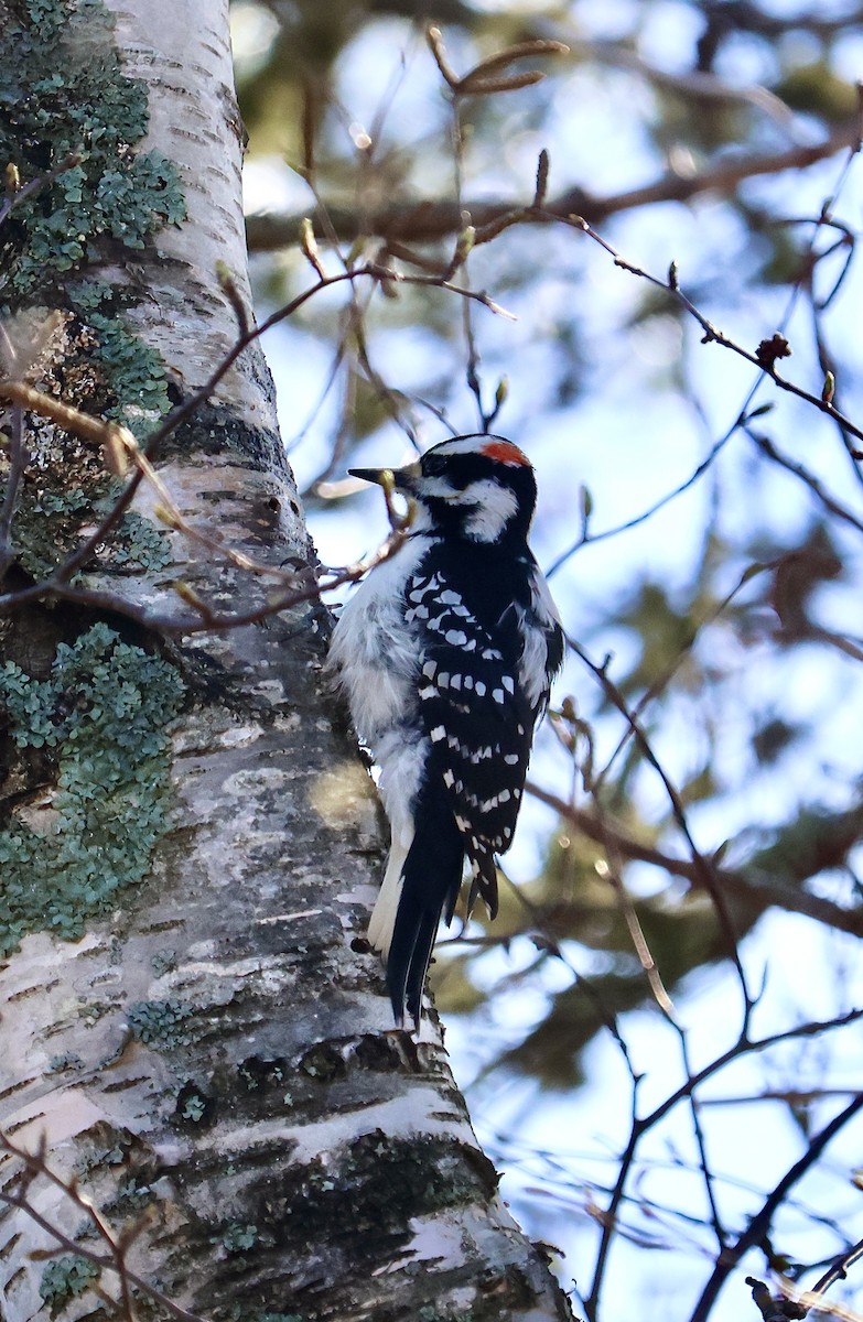 Hairy Woodpecker - ML619929572