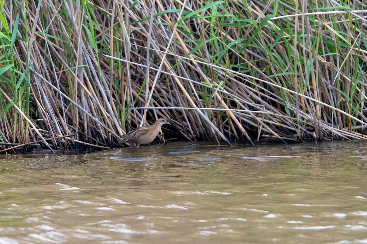 Little Crake - ML619929583