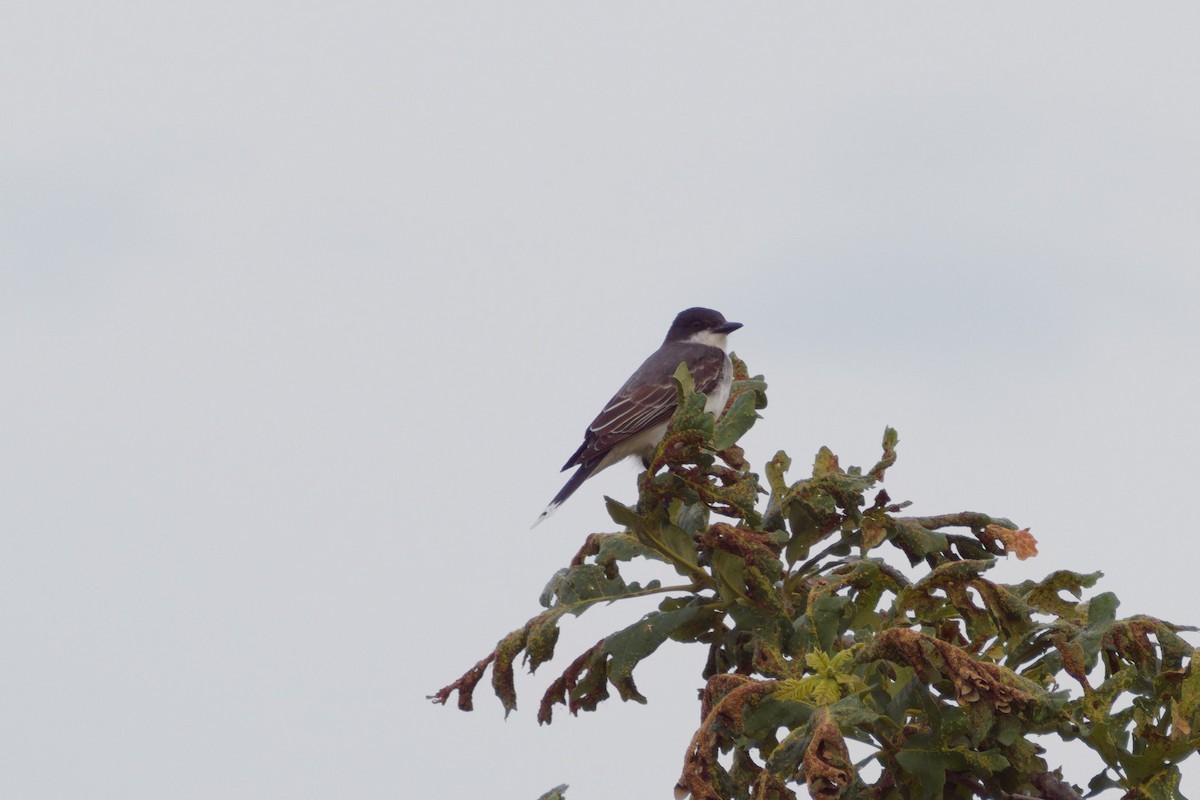 Eastern Kingbird - ML619929586