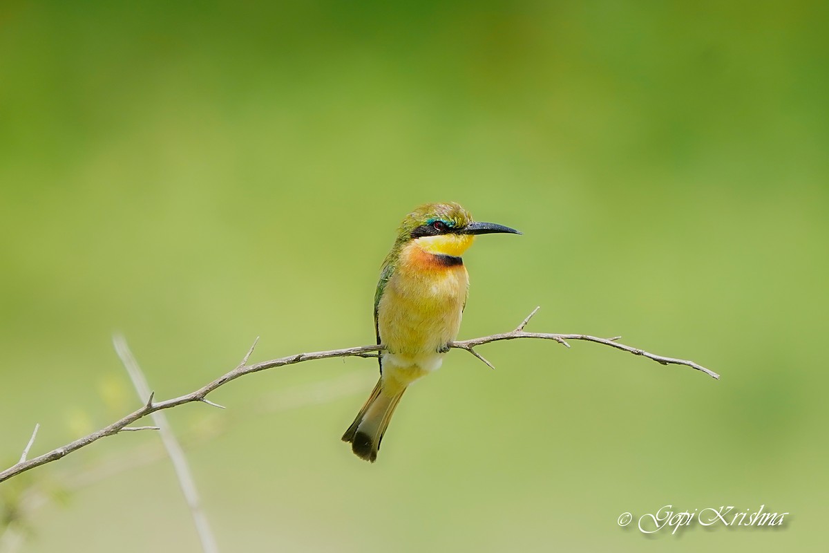 Little Bee-eater - ML619929593