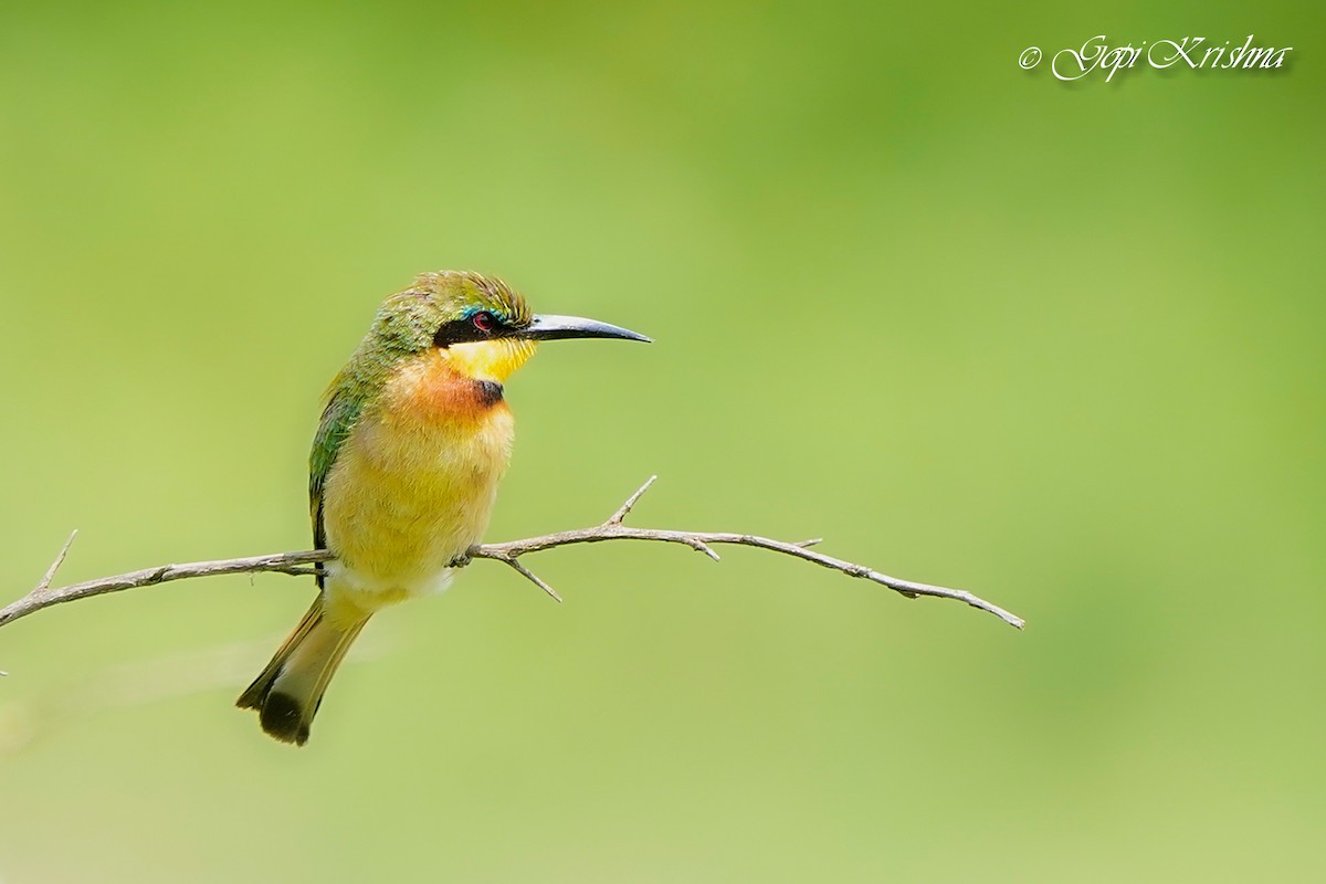 Little Bee-eater - ML619929594