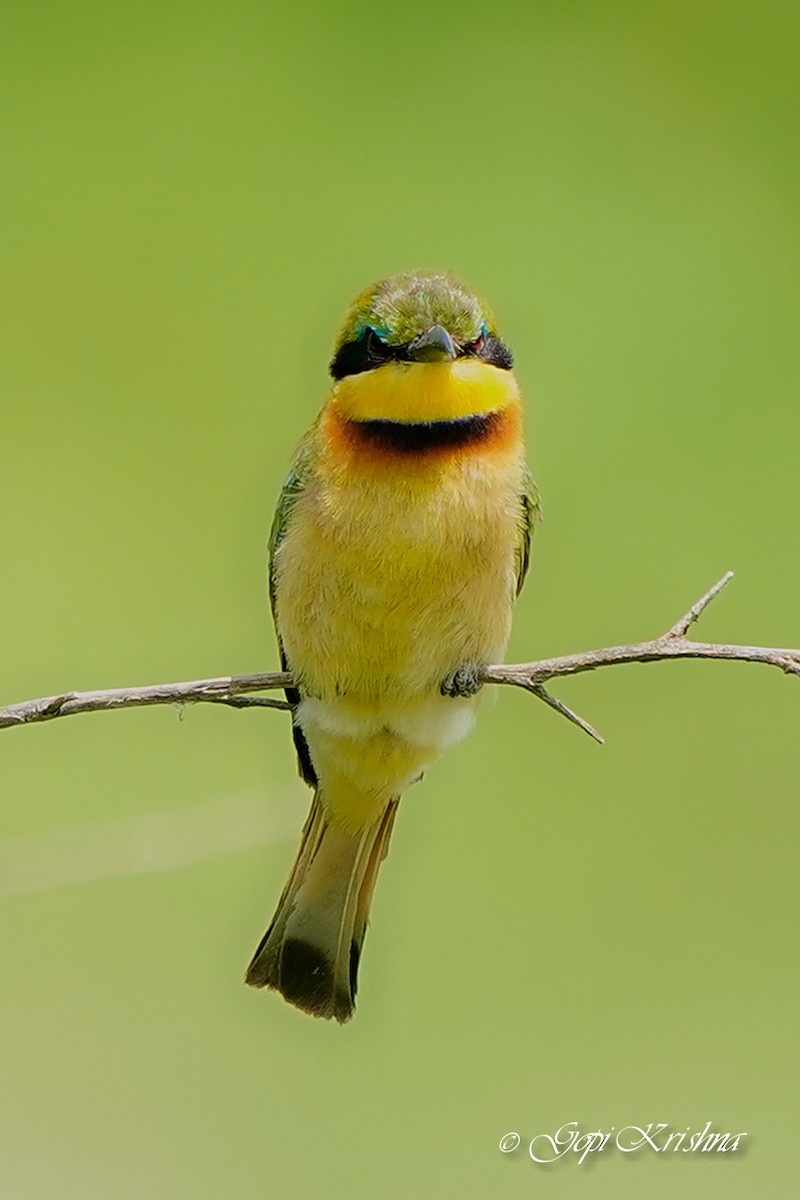 Little Bee-eater - ML619929595