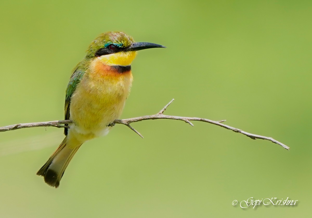 Little Bee-eater - ML619929596