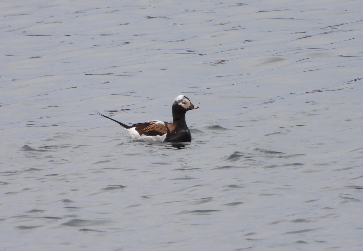 Long-tailed Duck - ML619929602