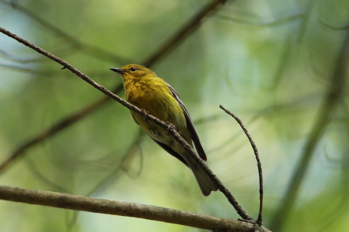 Pine Warbler - ML619929626