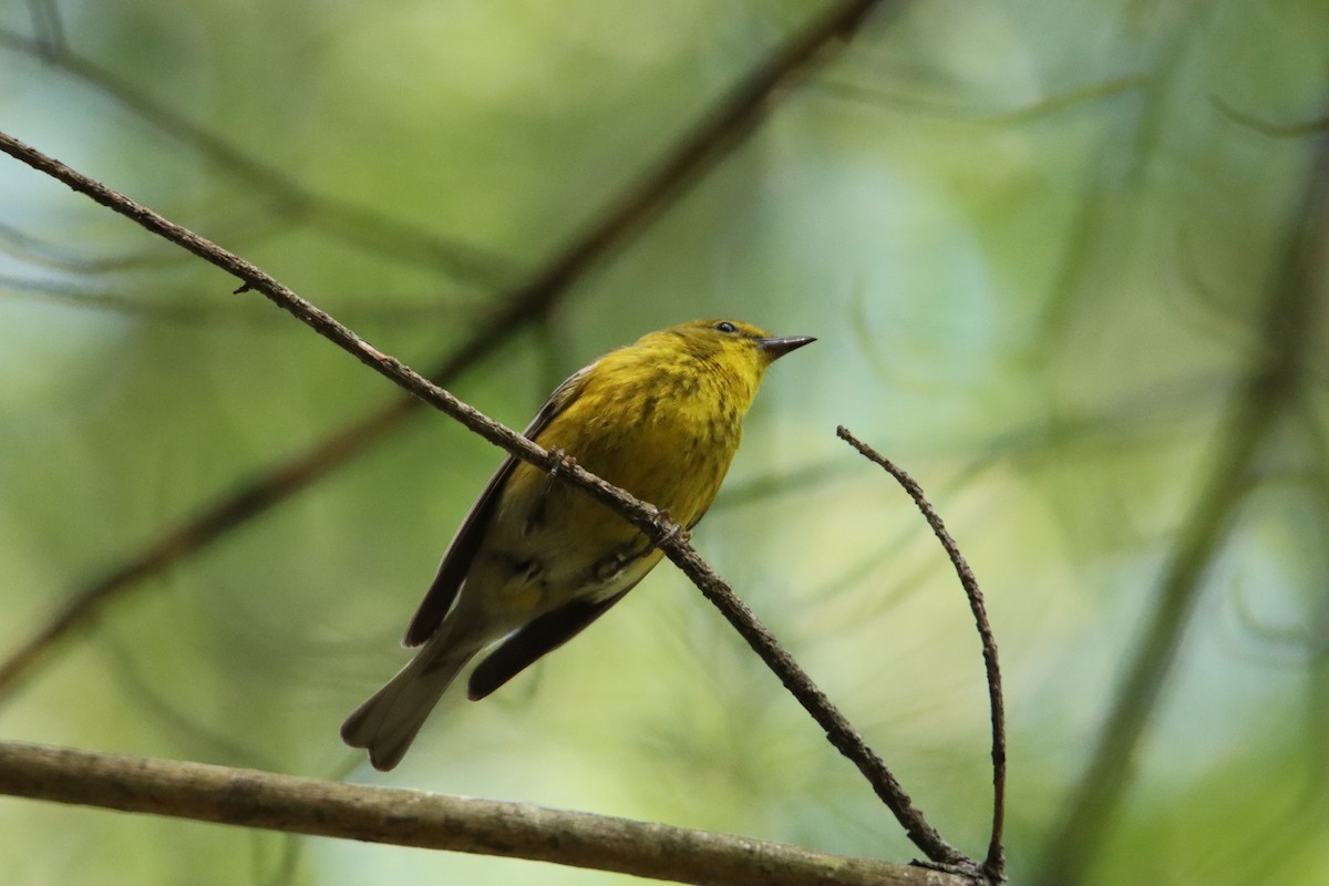 Pine Warbler - ML619929627