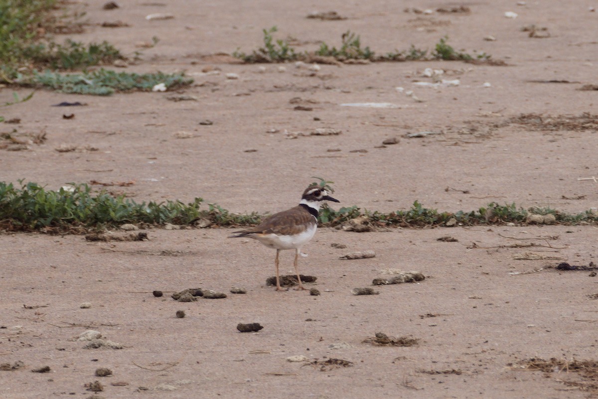 Killdeer - ML619929628