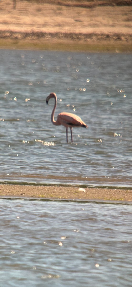 American Flamingo - ML619929634