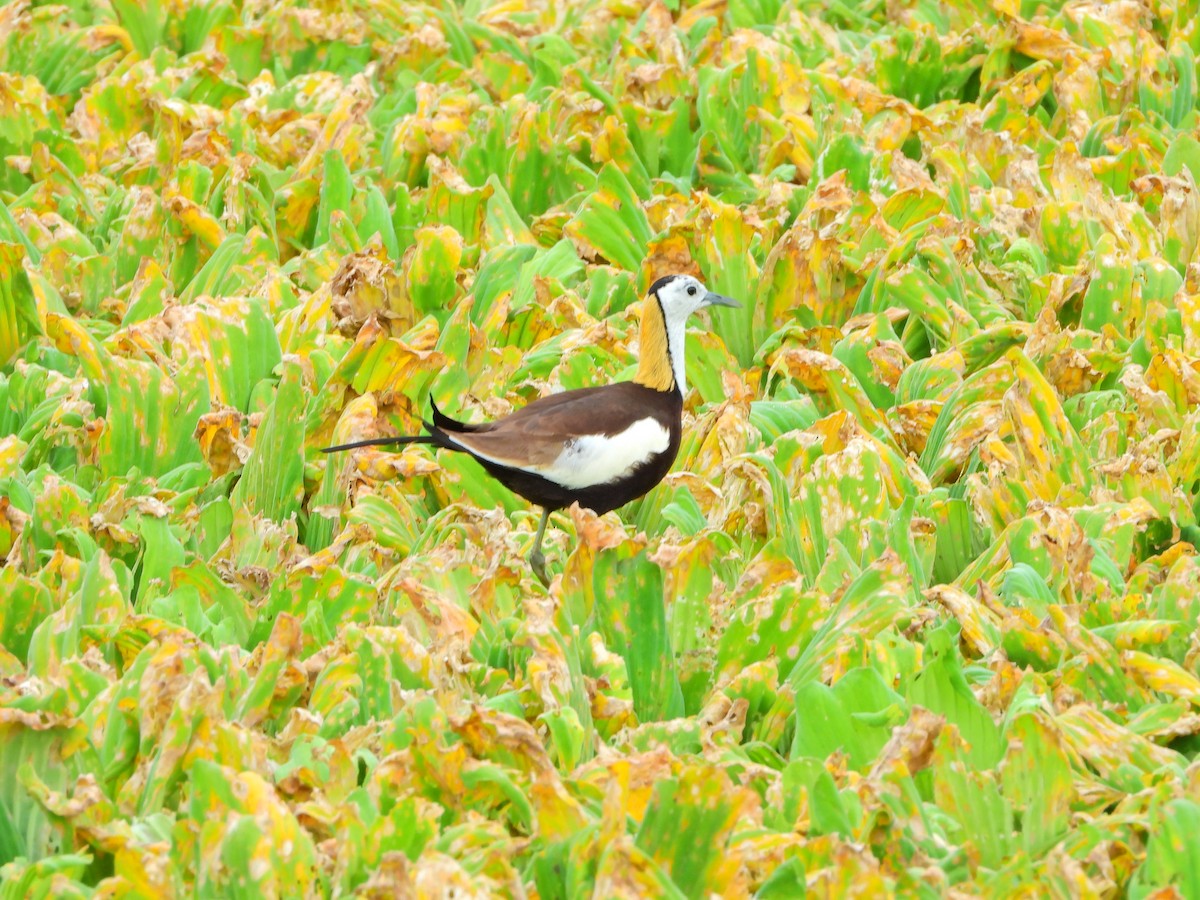 Pheasant-tailed Jacana - ML619929639