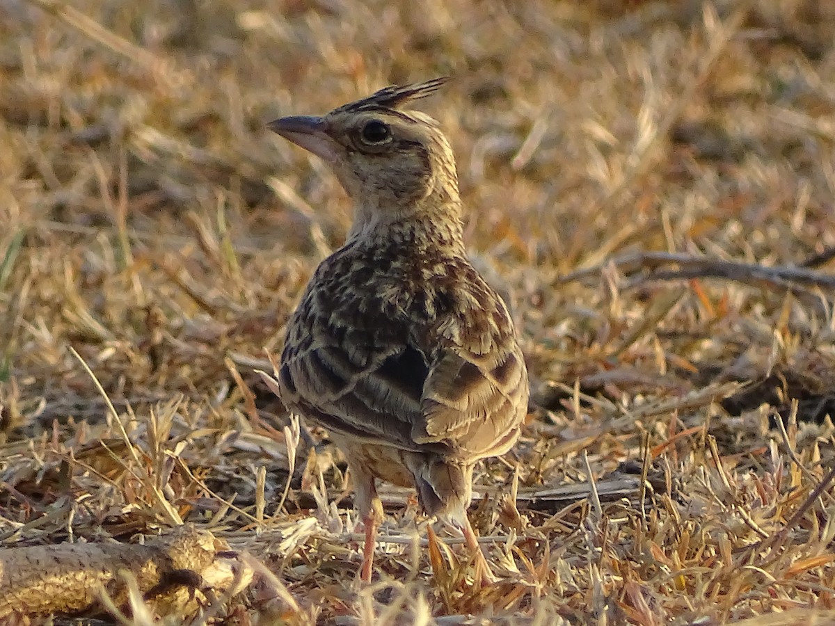 Tawny Lark - ML619929642