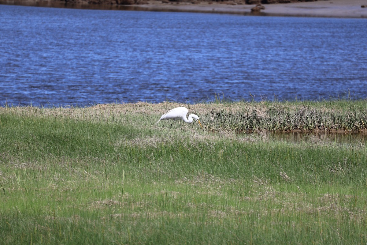 Great Egret - ML619929649