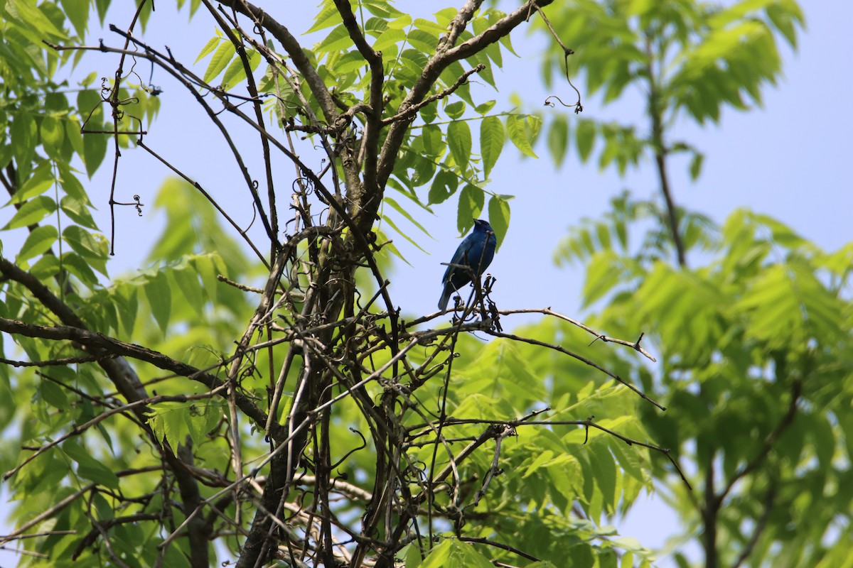 Indigo Bunting - ML619929695