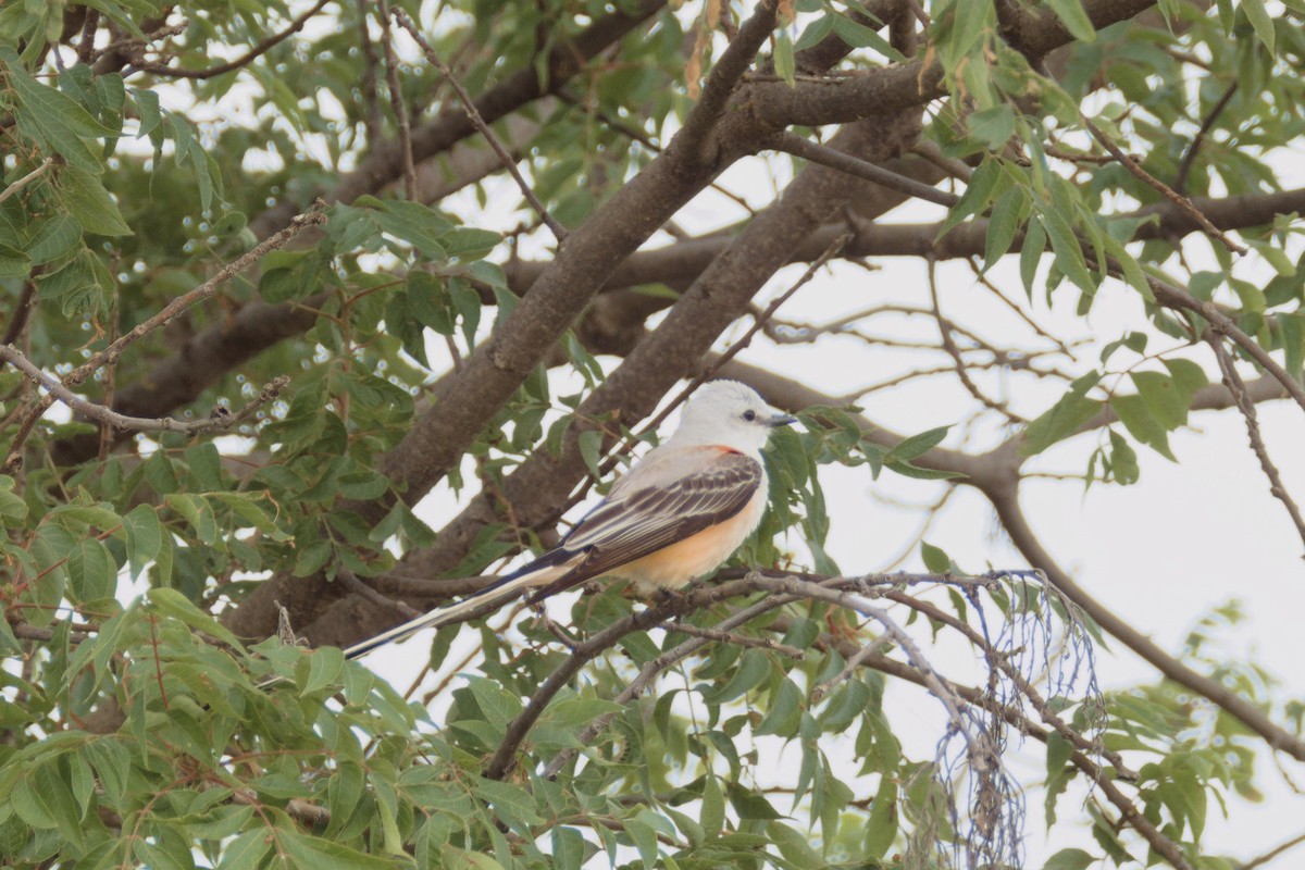 Scissor-tailed Flycatcher - ML619929696