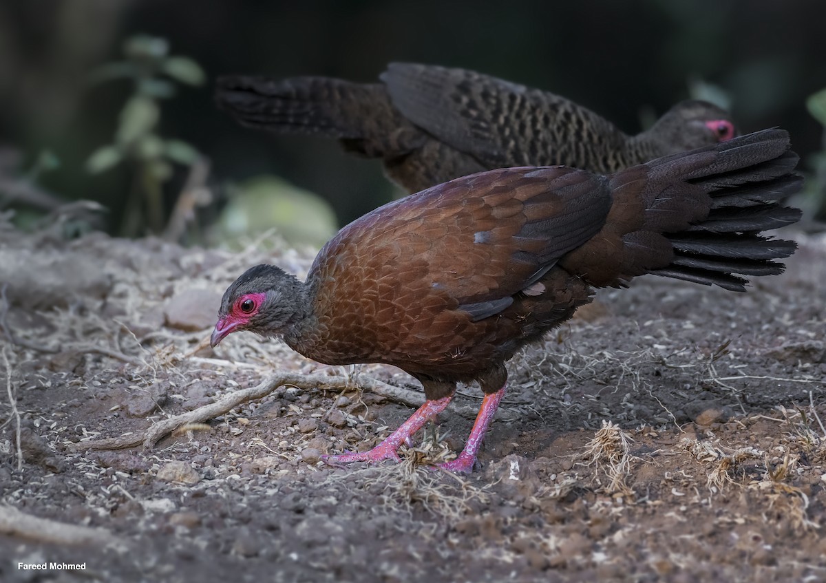 Red Spurfowl - Fareed Mohmed