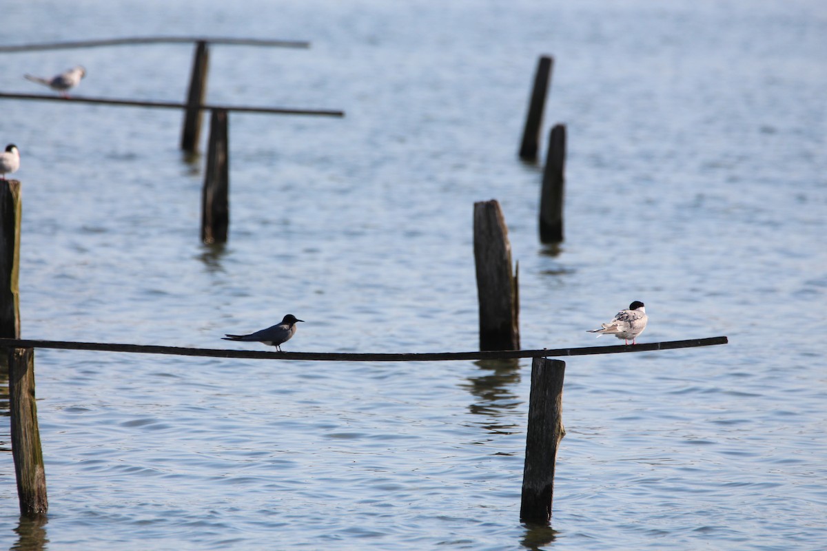 Black Tern - ML619929717