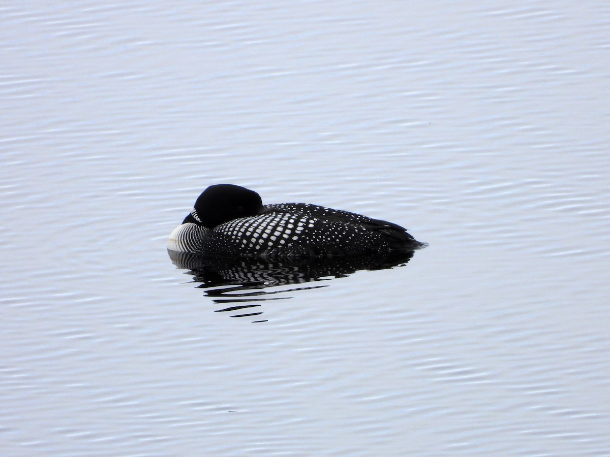 Common Loon - Luis Gonzalez