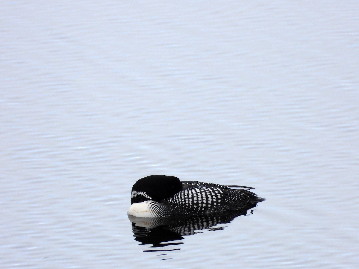 Common Loon - ML619929719