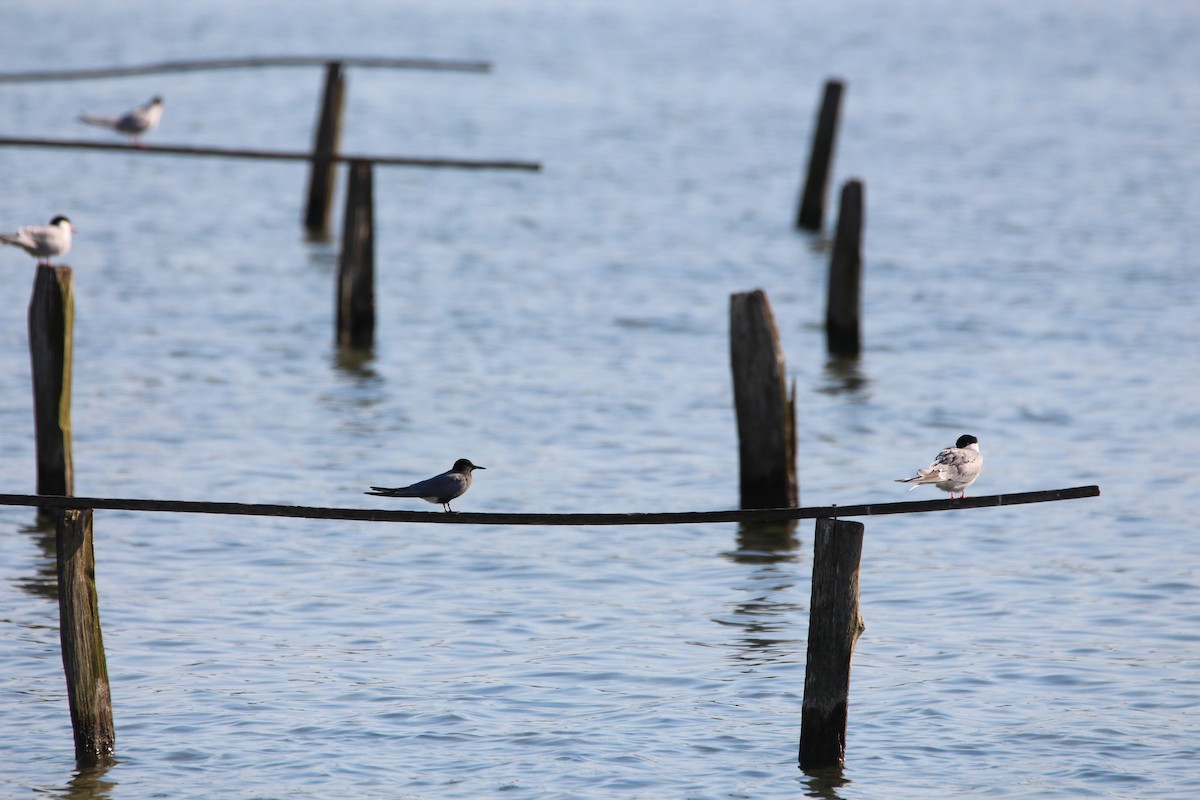 Black Tern - ML619929722