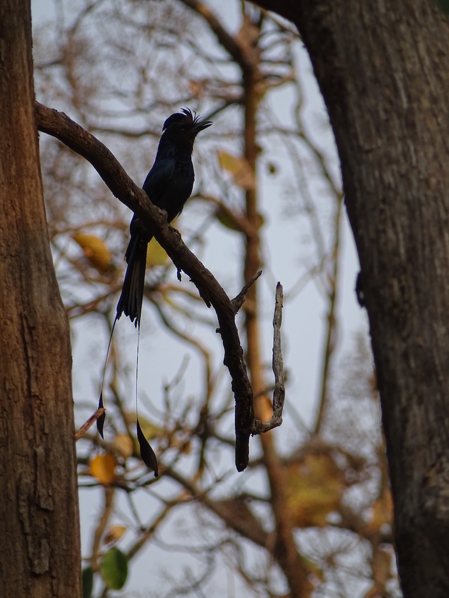 Greater Racket-tailed Drongo - ML619929737