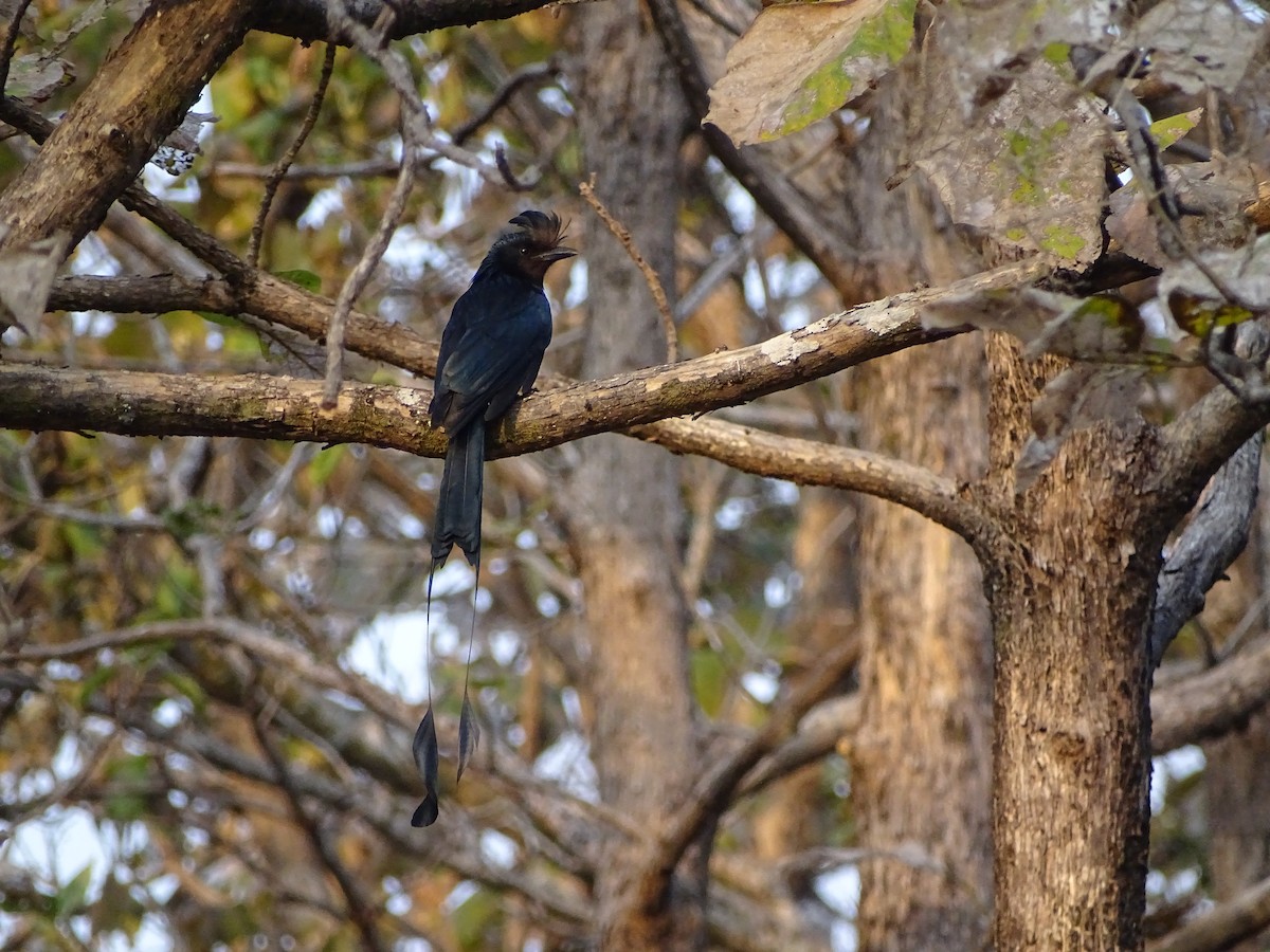 Greater Racket-tailed Drongo - ML619929738