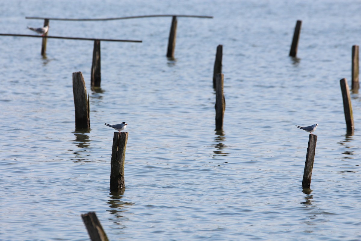 Little Tern - ML619929742