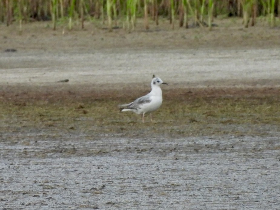 Bonaparte's Gull - ML619929743