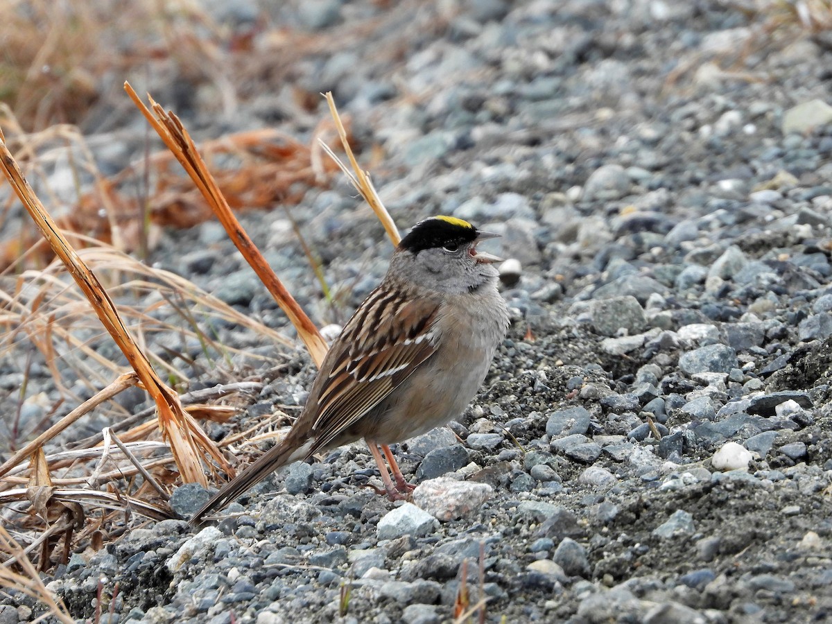 Golden-crowned Sparrow - ML619929746