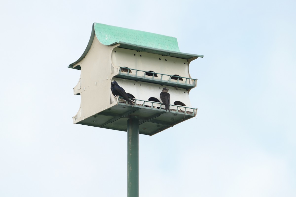 Purple Martin - ML619929747