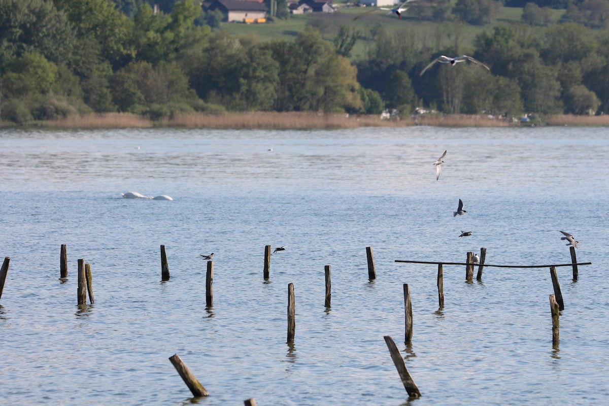 Black Tern - ML619929752