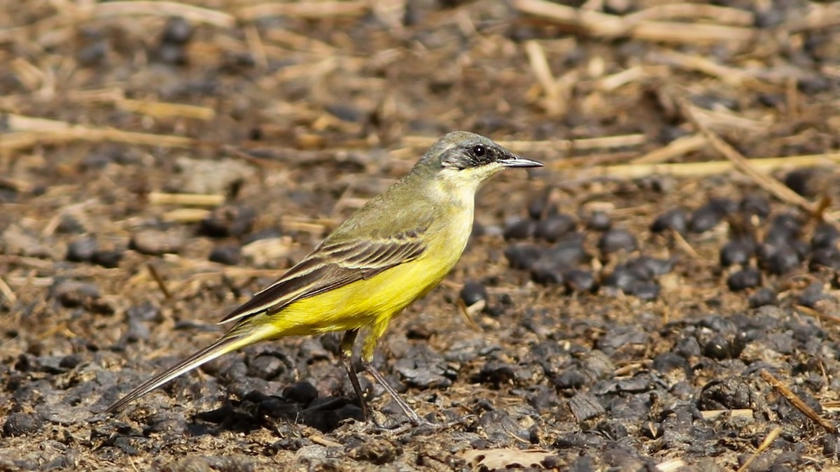 Motacilla sp. - ML619929763