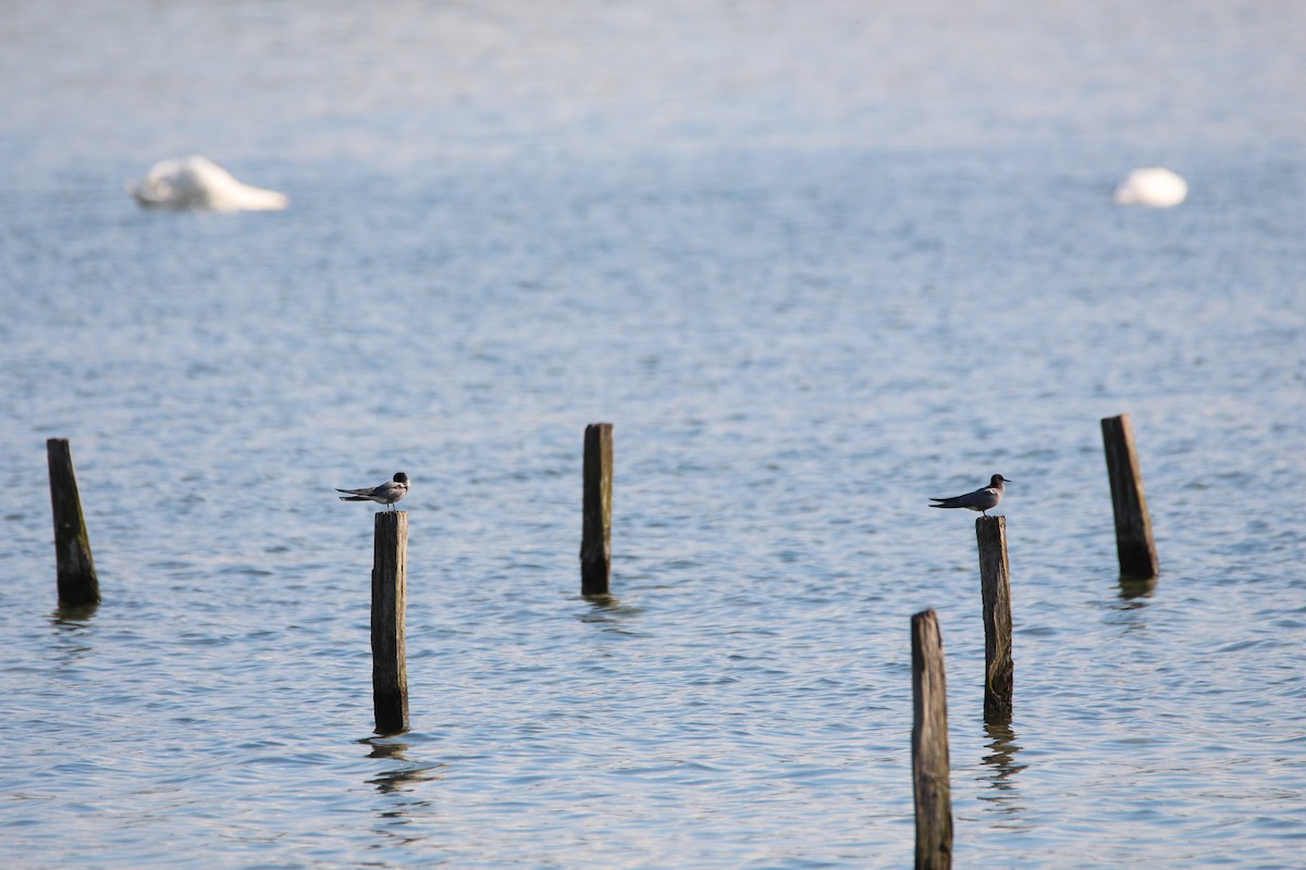 Black Tern - ML619929786