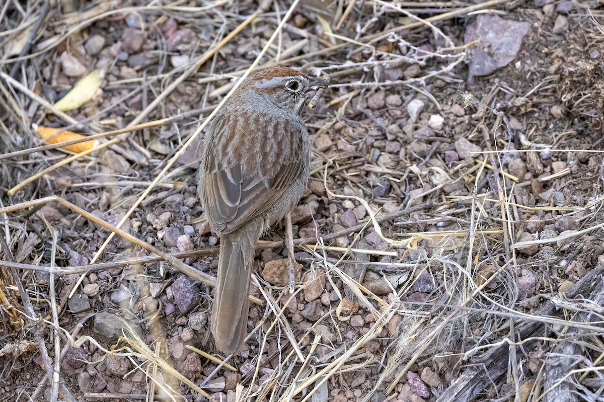 Rufous-crowned Sparrow - ML619929789
