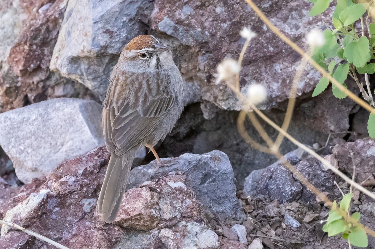 Rufous-crowned Sparrow - ML619929792