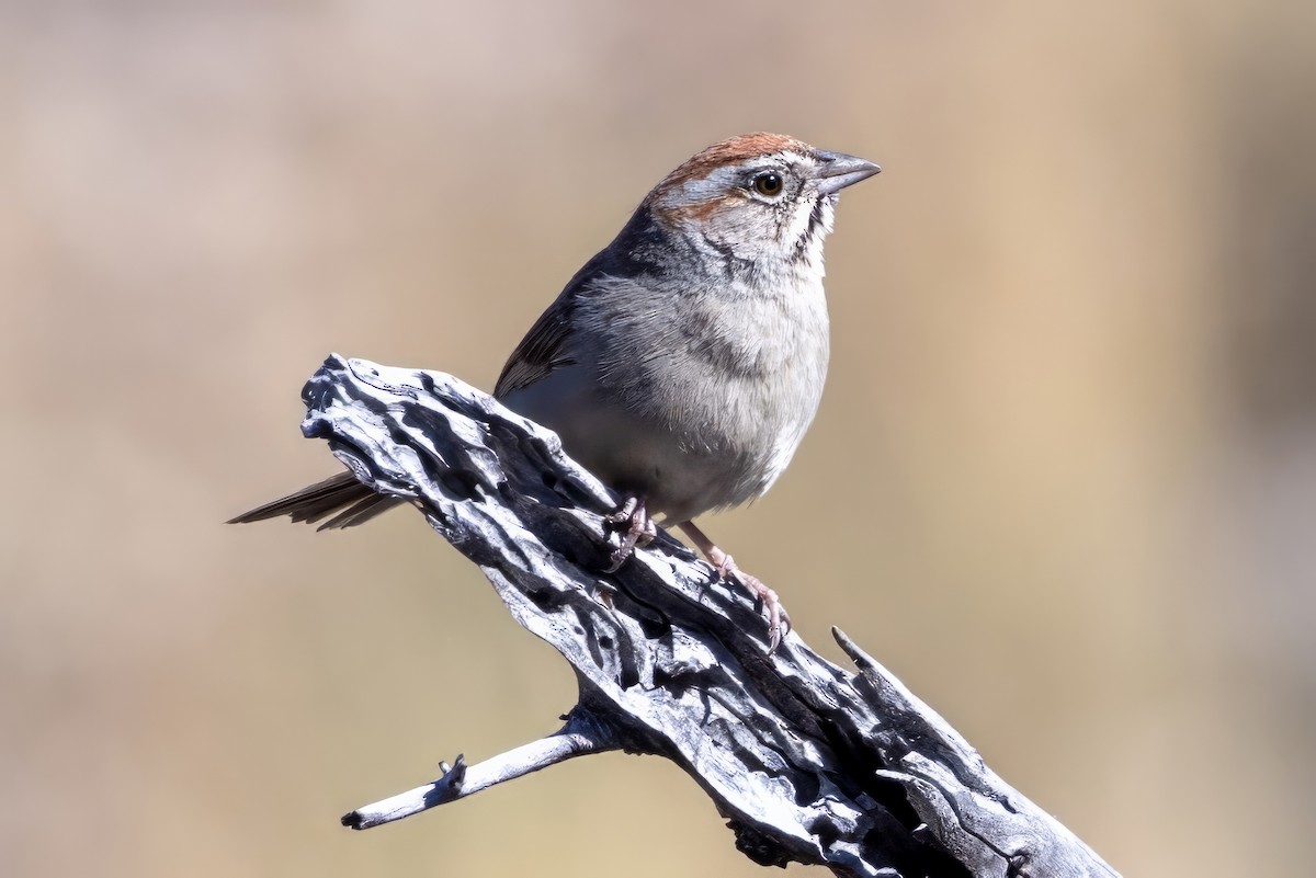 Rufous-crowned Sparrow - ML619929794