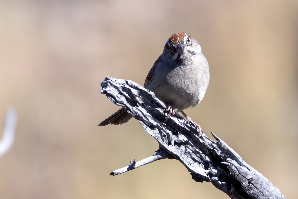 Rufous-crowned Sparrow - ML619929795