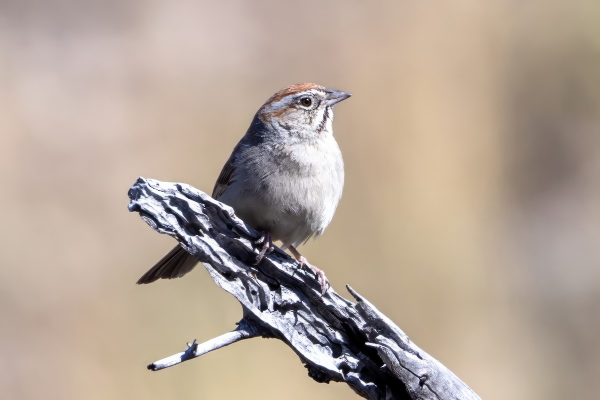 Rufous-crowned Sparrow - ML619929797