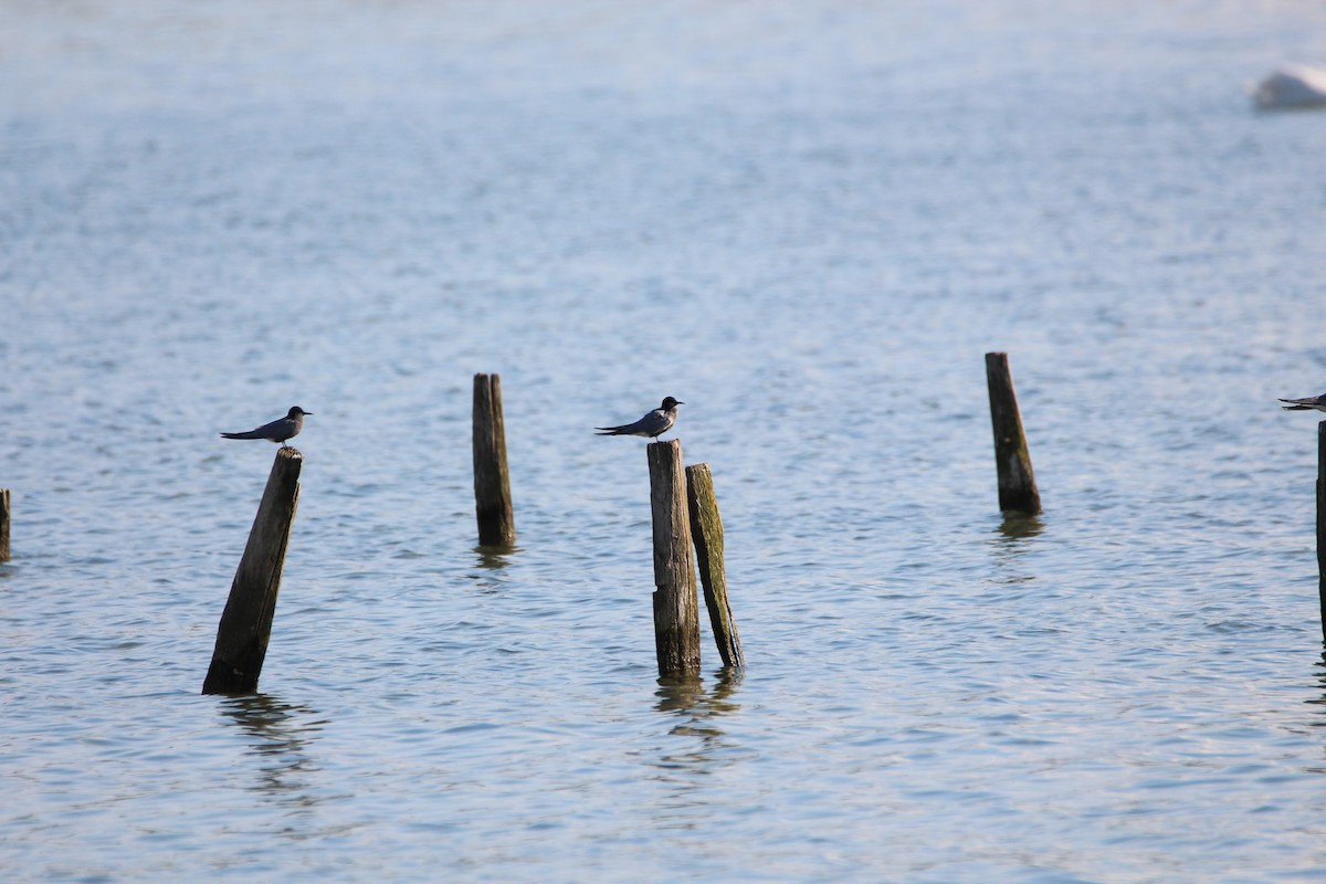 Black Tern - ML619929799