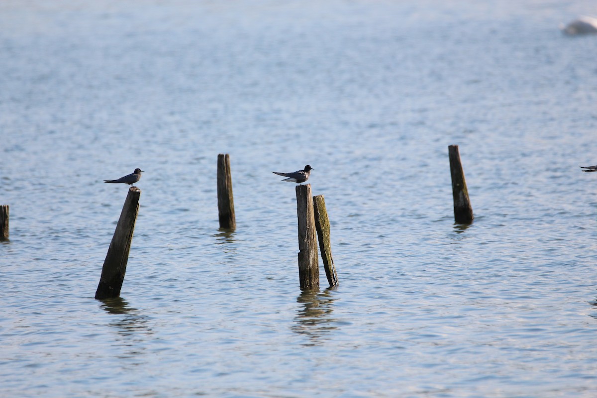 Black Tern - Louis Sergent