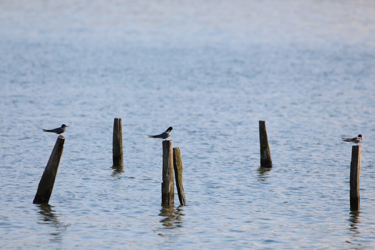 Black Tern - ML619929813