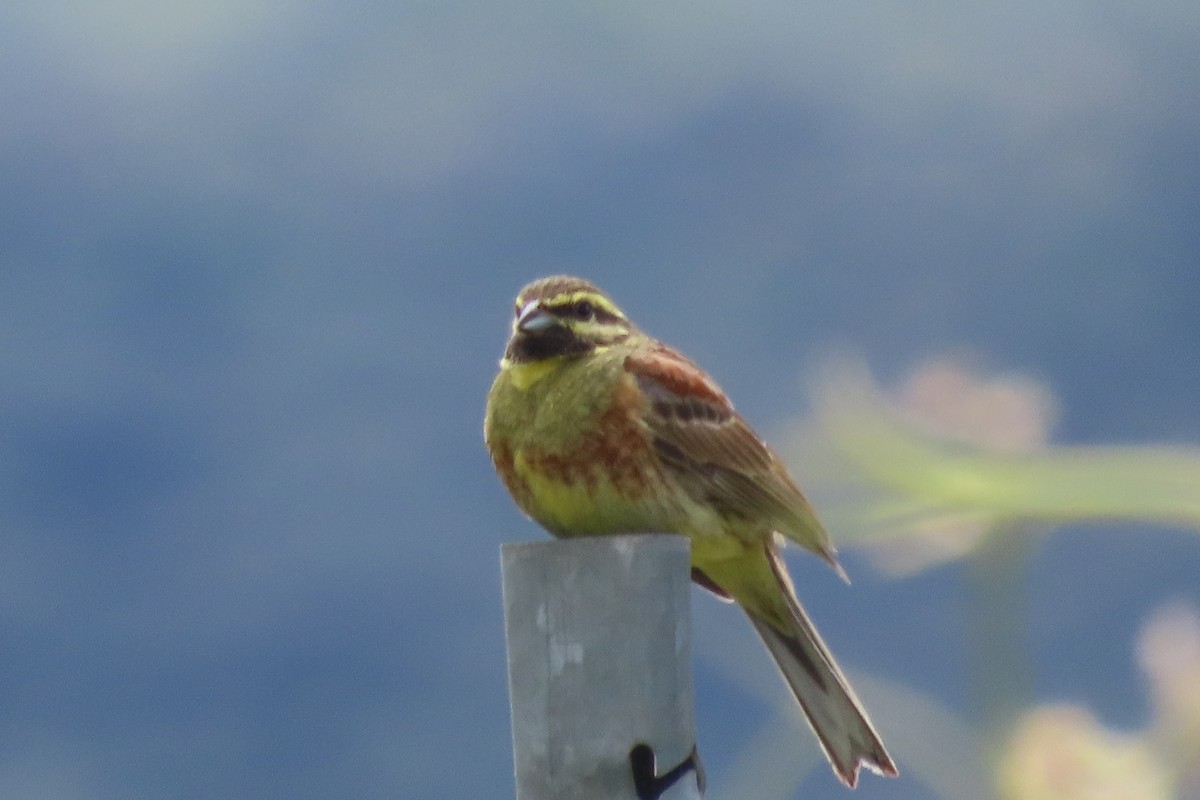 Cirl Bunting - ML619929826