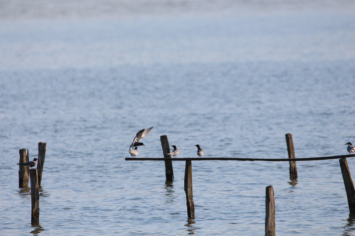 Black Tern - ML619929827